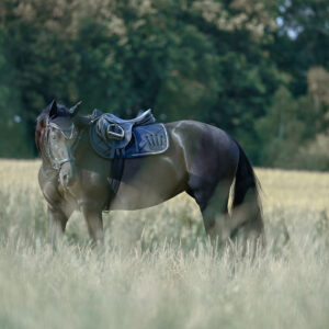 Schwarzes Pferd mit Sattel steht auf einer Wiese im hohen Gras
