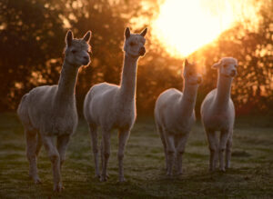 vier weiße Alpakas vor Sonnenaufgang im Herbst