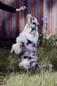 Hund macht Männchen, Australian Shepherd